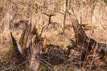Ein Sturm hat einen durch Dürre und Insekten geschwächten Baum abgebrochen
