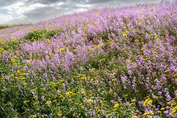 Obraz premium Flowering of Levkoy or matthiola and Senecio in the meadow