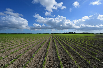 Fototapeta na wymiar Converging rows of recently planted vegetables in Homestead, Florida under broken spring cloudscape.