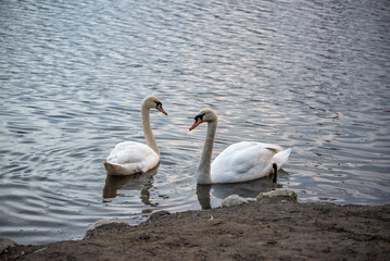 two swans on the lake