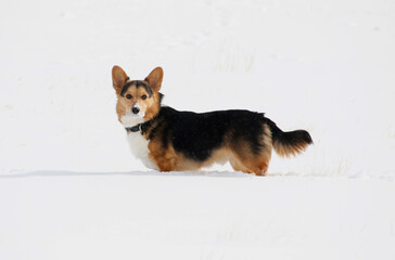 Outdoor day time photo of a tricolor Pembroke Welsh Corgi dog standing in freshly fallen snow staring alertly at the camera.