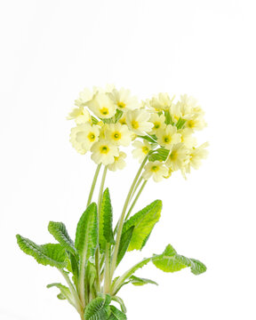 Common primrose, Primula vulgaris, front view, on white background. Also known as English primrose, is a species of flowering plant in the family Primulaceae with yellow flowers. Photo.
