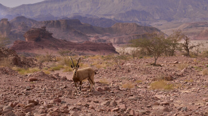 Nubian ibex in the Timna park, Negev desert, Israel. Extinct desert animals in their natural habitat. - obrazy, fototapety, plakaty