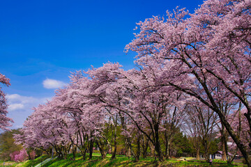 満開の桜
