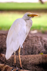 Basseterre, St. Kitts & Nevis, Caribbean 