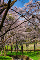満開の桜