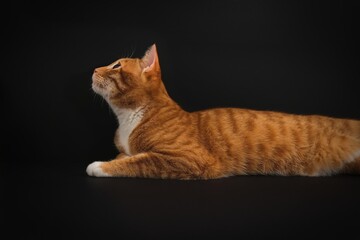 Portrait of young honorable arab ginger tabby cat looking up on black background,side view.Pets.