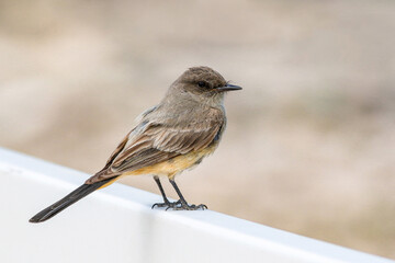 Closeup portrait of a Say's Phoebe flycatcher bird perched on a white fence with a neutral soft background.