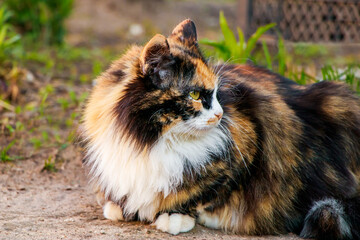 Fototapeta na wymiar Fluffy domestic cat looks into the distance. Cute animal face close-up.
