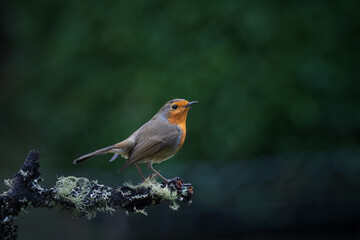 robin perched on a branch in rainy weather