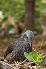 Brown-eared Bulbul eating vegetables.