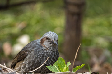 Brown-eared Bulbul eating vegetables.