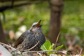 Brown-eared Bulbul eating vegetables.