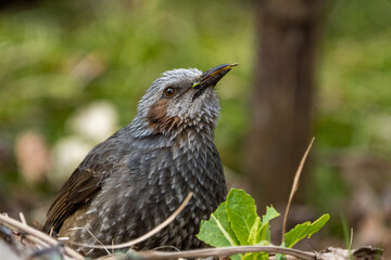 Brown-eared Bulbul eating vegetables.