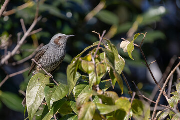 Brown-eared Bulbul perching on the tree branch.