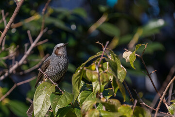 Brown-eared Bulbul perching on the tree branch.
