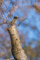 Vertical image of Brown-eared Bulbul perching on the tree.