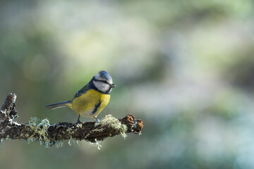 Blue Tit (Cyanistes caeruleus) perched in garden
