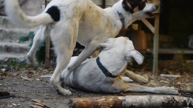 chiens qui s'amusent