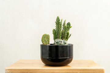 Pot with various types of cacti, barrel, rabbit ears and a cereus