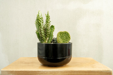 Black pot with various types of cacti, barrel, rabbit ears and cereus on an unvarnished wooden board