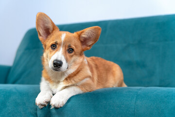 Adorable Welsh corgi Pembroke or cardigan puppy is lying on blue cozy sofa with reproachful look. Cute dog is posing at home, front view, copy space for text