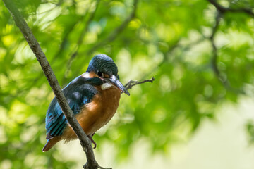 Close up image of female common Kingfisher perching on a tree branch with green.