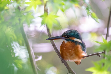 Close up image of female common Kingfisher perching on a tree branch with green.