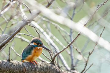 Close up image of Male common Kingfisher (Alcedo atthis) perching on a tree branch.