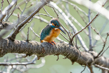 Male common Kingfisher looking for fish from the tree branch.