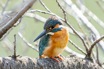 Close up image of male common Kingfisher (Alcedo atthis) looking back on the tree.