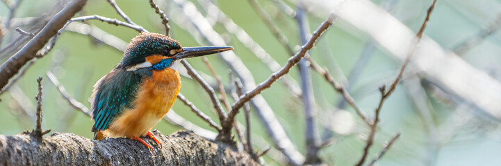 Banner image of male common Kingfisher (Alcedo atthis) facing right and perching on a tree branch.