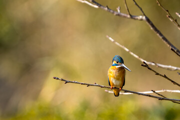 Close up image of male common Kingfisher (Alcedo atthis) perching on a tree branch.