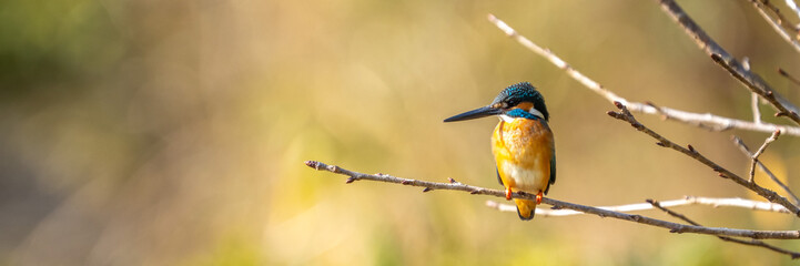 Banner image of male common Kingfisher facing left and perching on a tree branch.