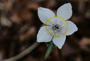 早春の木陰でセツブンソウの小さくて可憐な花が咲く