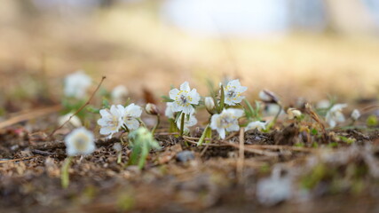 早春の木陰でセツブンソウの小さくて可憐な花が咲く