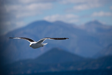 BARILOCHE LAGO