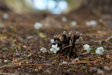 早春の木陰でセツブンソウの小さくて可憐な花が咲く