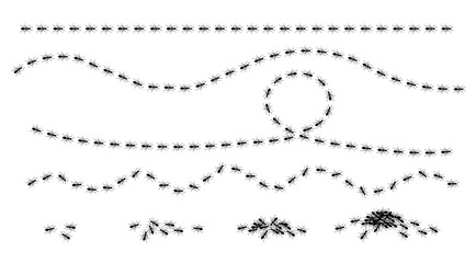 Fototapeta premium Ants trail set, lines of working ants on white background. Groups of insect marching or walking down the road. Insect colony, control disinfection, vector illustration