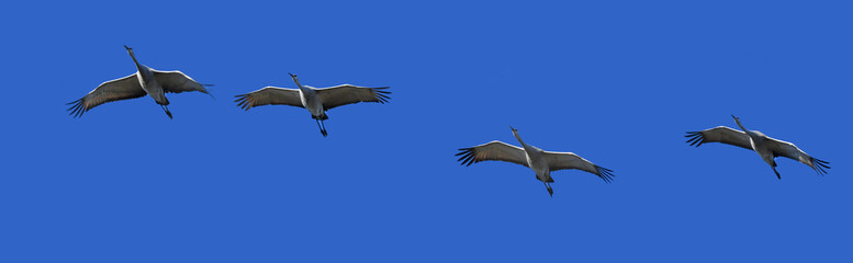 Sandhill Cranes Flying Over Paynes Creek, California