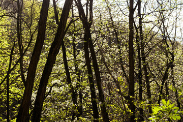 sun shining through trees