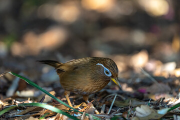 Chinese Hwamei looking for food on the ground.