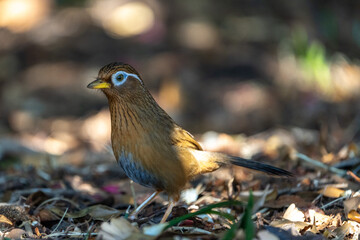 Chinese Hwamei looking for food on the ground.