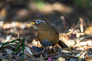 Chinese Hwamei looking for food on the ground.