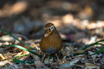 Chinese Hwamei holding an acorn in its beak.