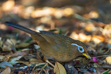 Chinese Hwamei looking for food on the ground.