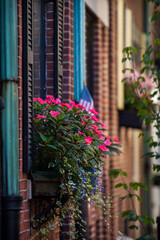 flowers on a balcony