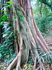 Big old tree in the forest