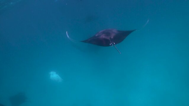 Close Underwater footage of many manta rays swimming around in blue ocean