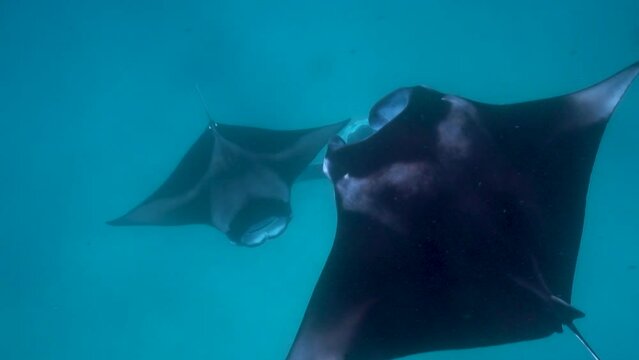 Underwater footage of many manta rays swimming around in blue ocean with some manta rays appearing closely from under camera
